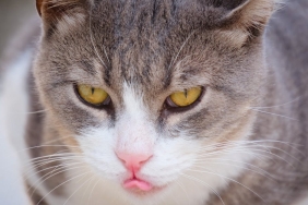 Gedson-Fernandes-Besiktas-Yerine-Benfica8217da-Kaliyor-featured