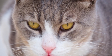 Gedson-Fernandes-Besiktas-Yerine-Benfica8217da-Kaliyor-featured